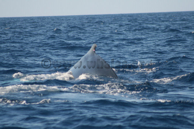 humpback whale in water off Salt Cay, Turks & Caicos Islands
