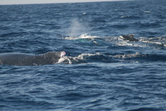 humpback whale in water off Salt Cay, Turks & Caicos Islands