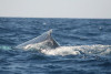 humpback whale