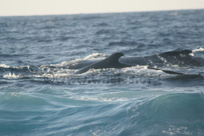 humpback whale in water off Salt Cay, Turks & Caicos Islands
