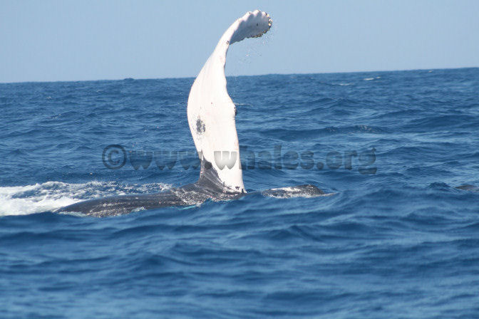 humpback whale in water off Salt Cay, Turks & Caicos Islands