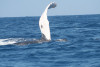 humpback whale