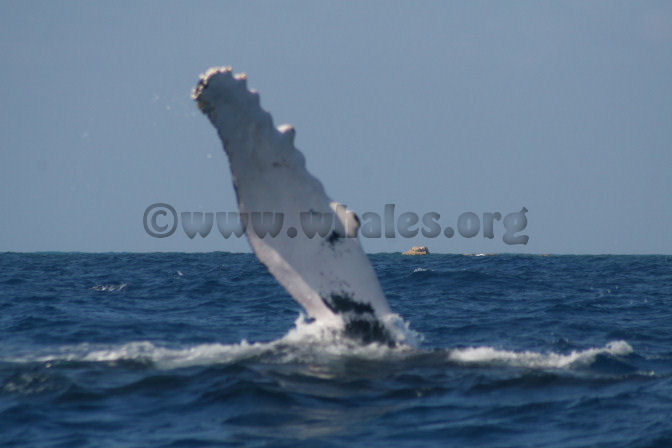 humpback whale in water off Salt Cay, Turks & Caicos Islands