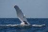humpback whale