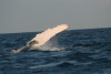 humpback whale