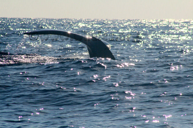 humpback whale in water off Salt Cay, Turks & Caicos Islands