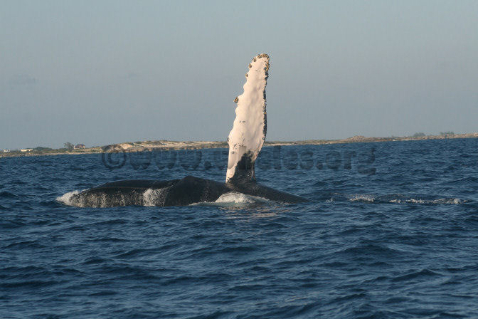 humpback whale in water off Salt Cay, Turks & Caicos Islands