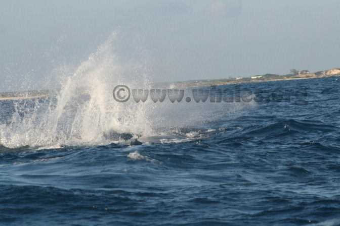 humpback whale in water off Salt Cay, Turks & Caicos Islands