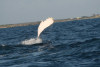 humpback whale