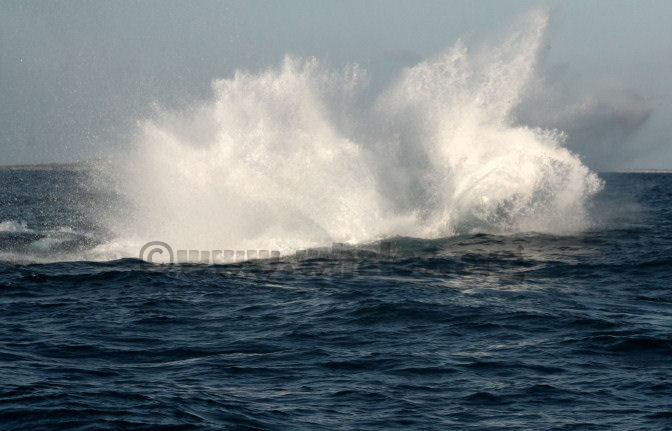 humpback whale in water off Salt Cay, Turks & Caicos Islands