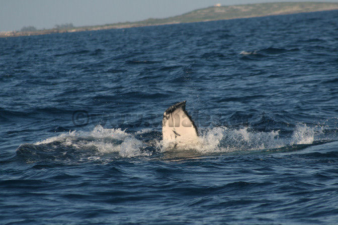 humpback whale in water off Salt Cay, Turks & Caicos Islands