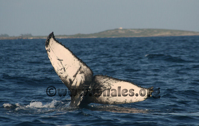 humpback whale in water off Salt Cay, Turks & Caicos Islands
