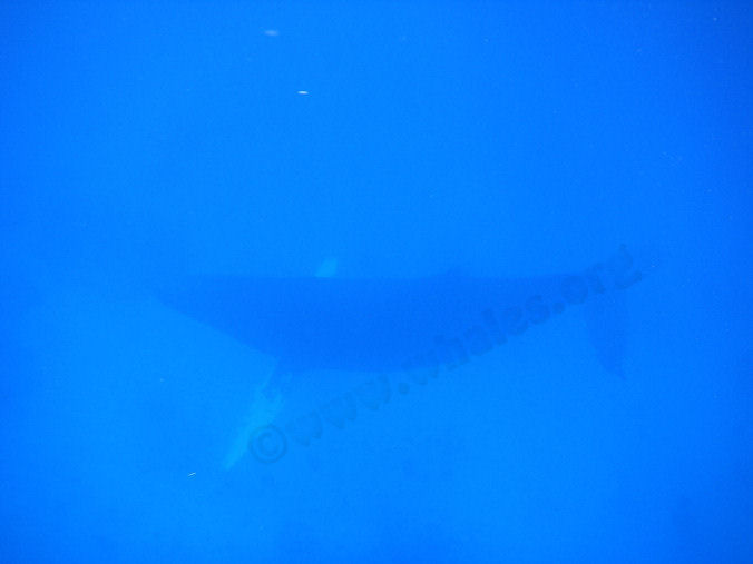 humpback whale underwater in Salt Cay