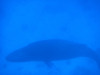 humpback whale
